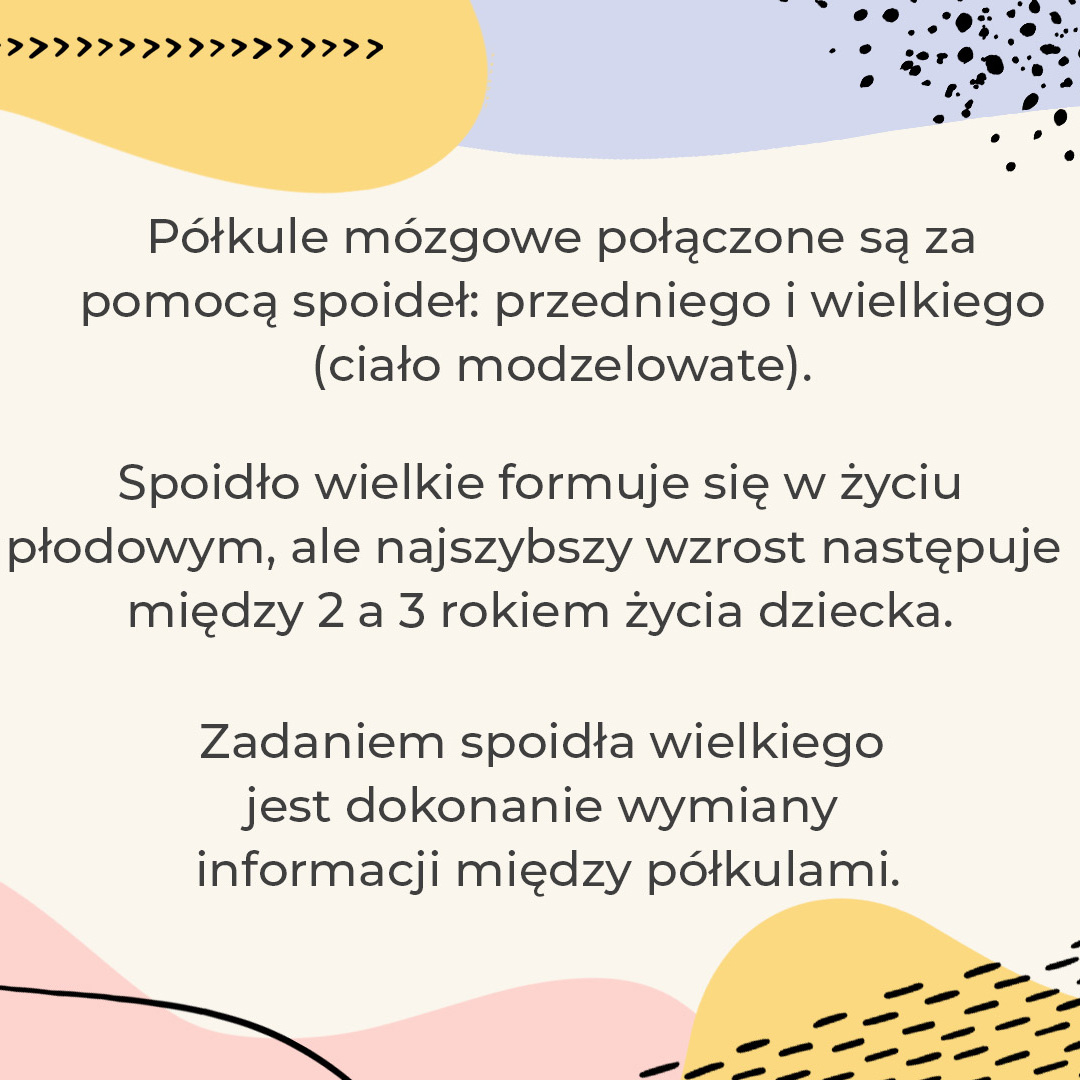 Lewa Półkula Mózgu Dominuje U Osób Które W jaki sposób lewa i prawa półkula mózgu przetwarzają informacje?